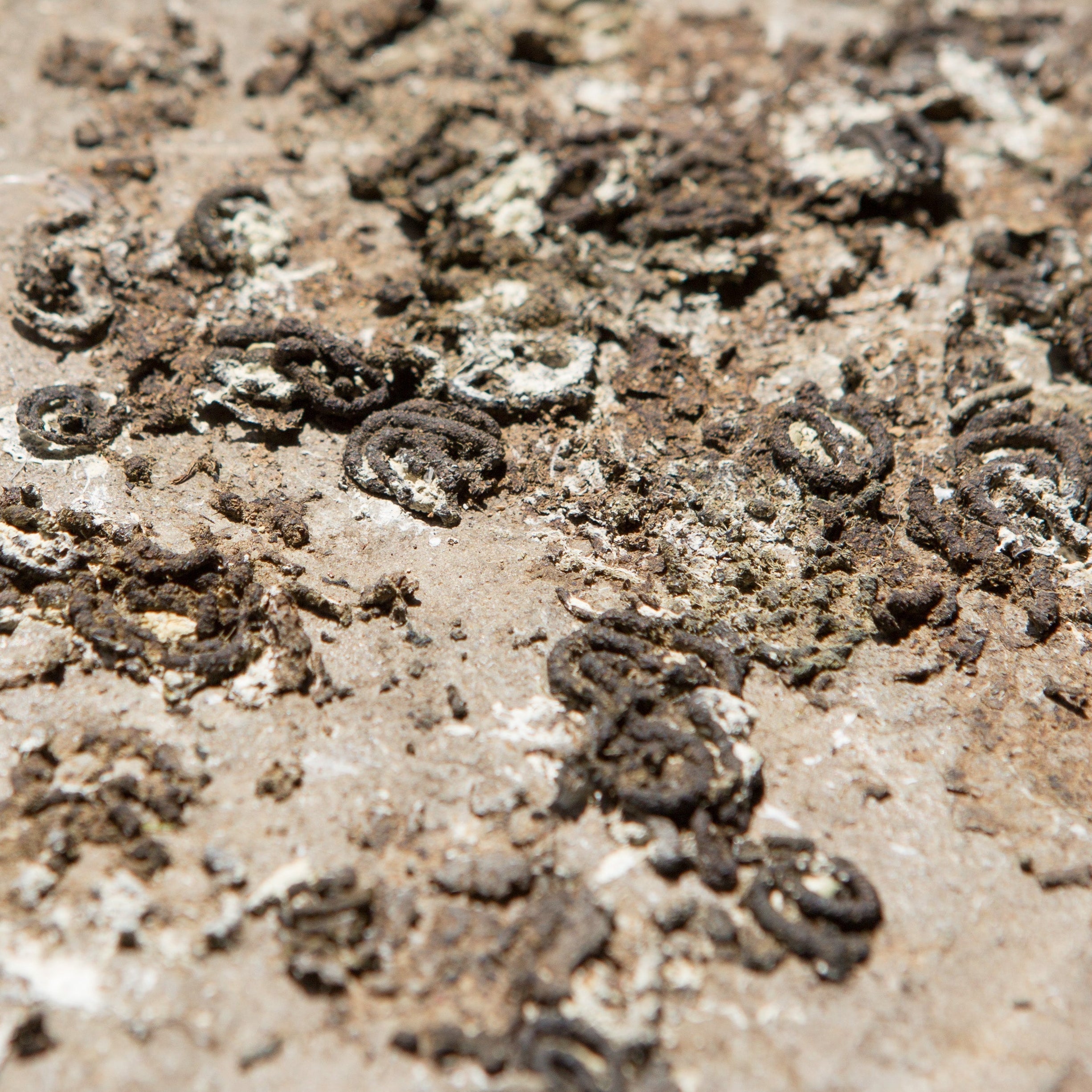 Waarom heeft mijn vogel zachte mest?