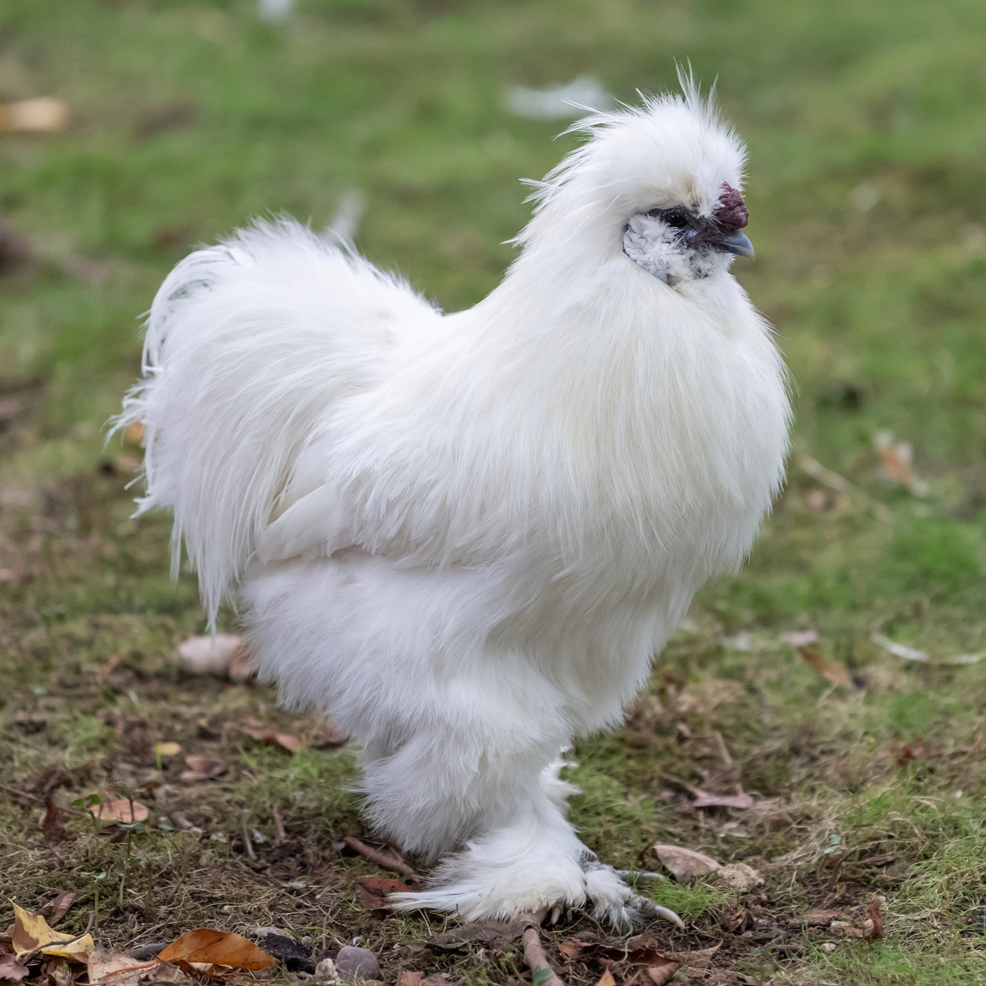 KIPPEN | Basisgezondheid & Ondersteuning