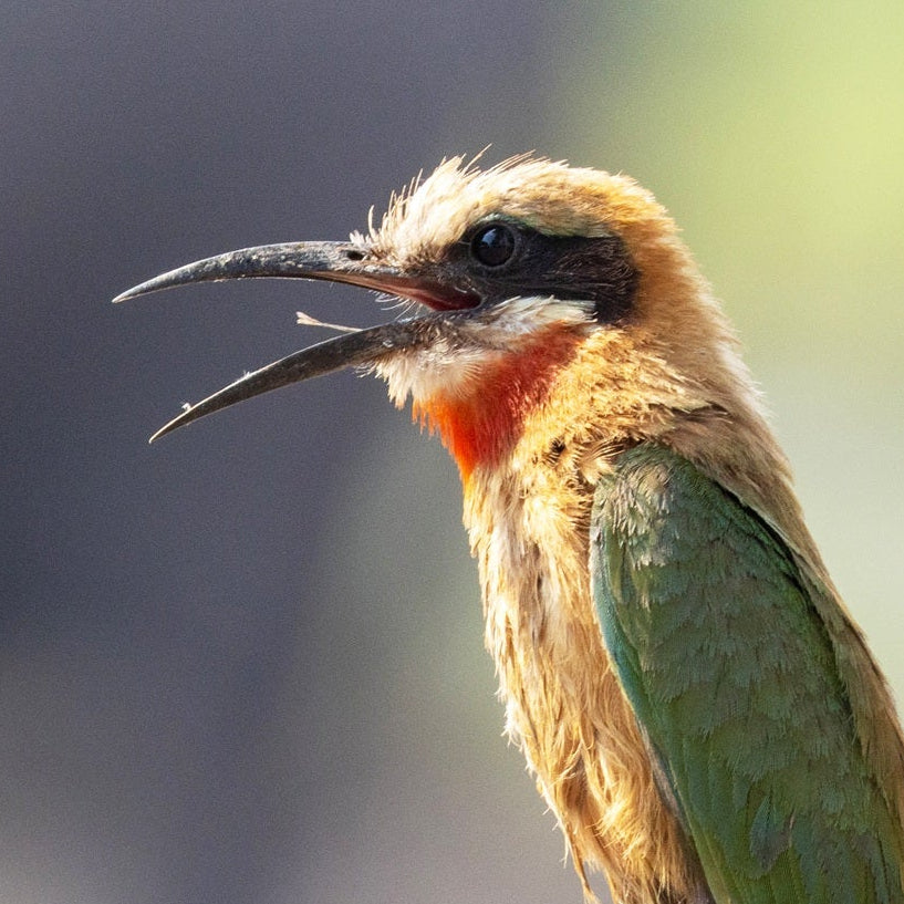 ALGEMEEN | Hittestress