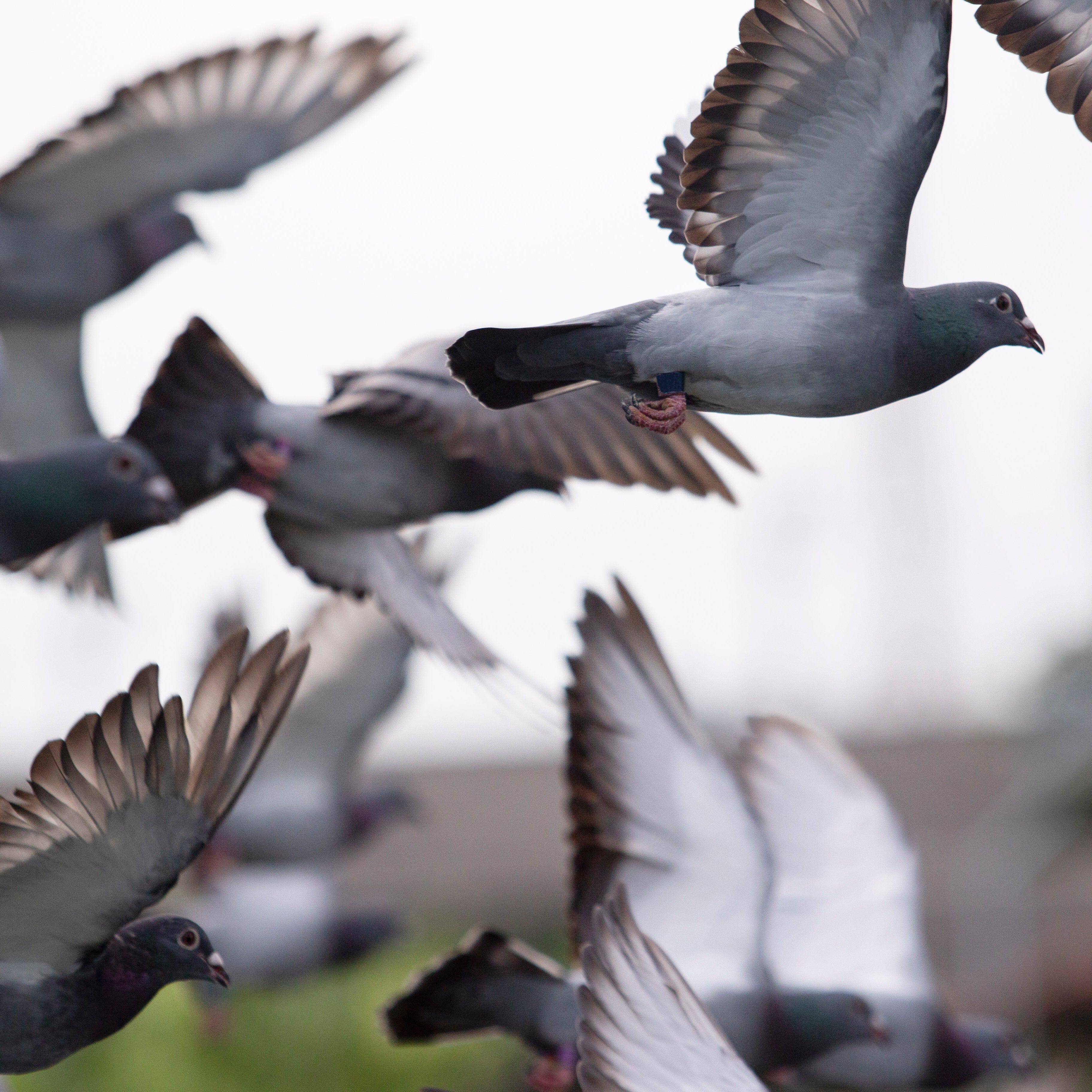 DUIVEN | Vliegseizoen