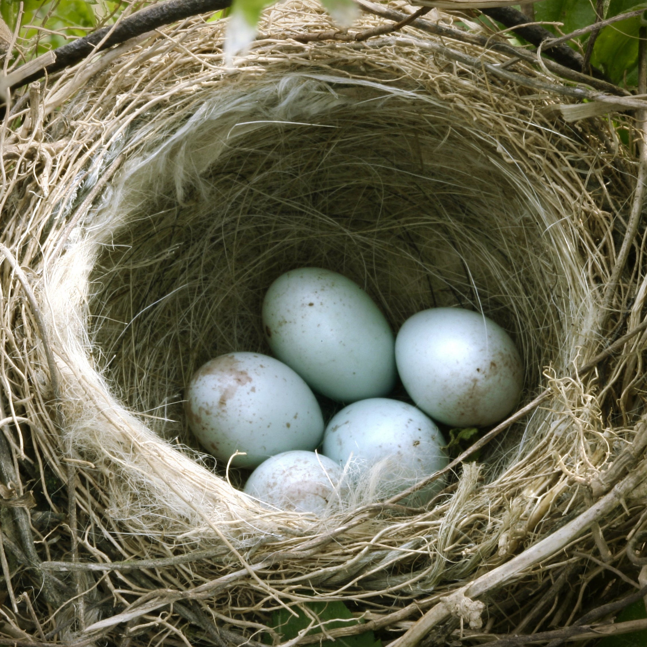 ALGEMEEN | Basis Kweek