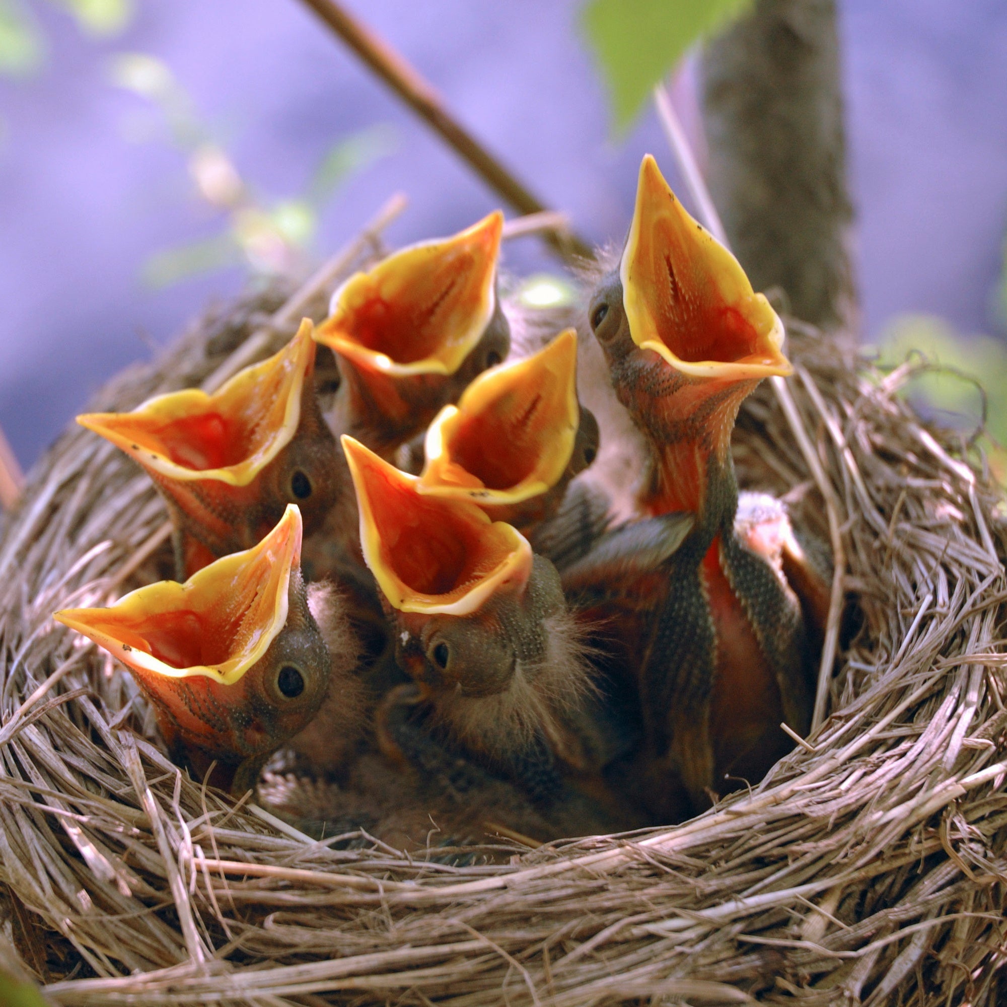 ZANGVOGELS | Kweek tot Spenen