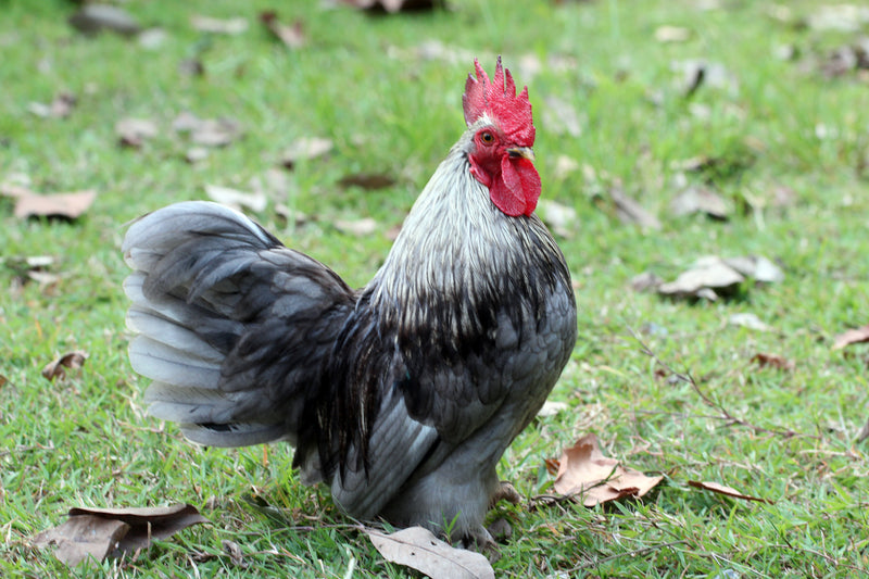 Beautiful-Rooster-NeorniPharma